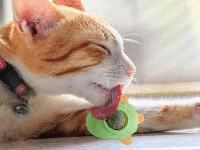 Catnip/ caramelo para gatos