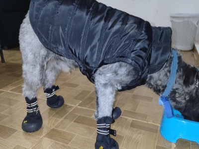 Zapatos para mascotas